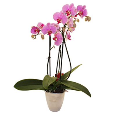 Ophelia - Stunning Opulent Orchid Ophelia presented in glazed pot is a thoughtful gift for any occasion.