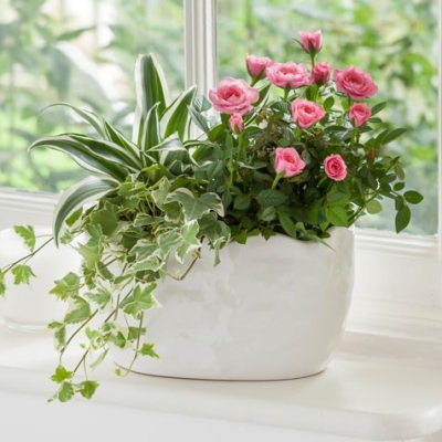 Mini rose planter - Nestled in a glossy white ceramic pot, this arrangement features soft pink miniature roses accompanied by lush greenery including trailing ivy and a vibrant spider plant. Perfect for brightening a windowsill or gifting to a plant lover, this low-maintenance mixed planter brings a breath of fresh air and floral joy into any home or office setting.