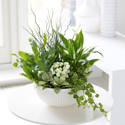 Green Planter - A calming collection of lush indoor greenery and soft white blooms, thoughtfully arranged in a modern ribbed ceramic bowl.
