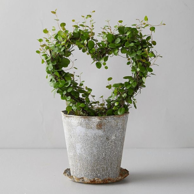 Heart of Green Topiary - The Heart of Green Topiary is a charming and symbolic living décor piece, featuring a delicate vine plant trained into a heart shape. Planted in a rustic, weathered pot for vintage appeal, this topiary embodies love, growth, and natural beauty. Perfect as a romantic gift, housewarming surprise, or unique accent for shelves and windowsills, it adds a heartfelt touch of greenery to any space while being easy to care for and endlessly endearing.