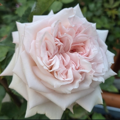 Florist Designer Choice Arrangement - Florist designer choice arrangement is made of the best quality flowers available on your chosen delivery date. While specific requests can't be made - You can be assured of a beautiful arrangement of flowers.
