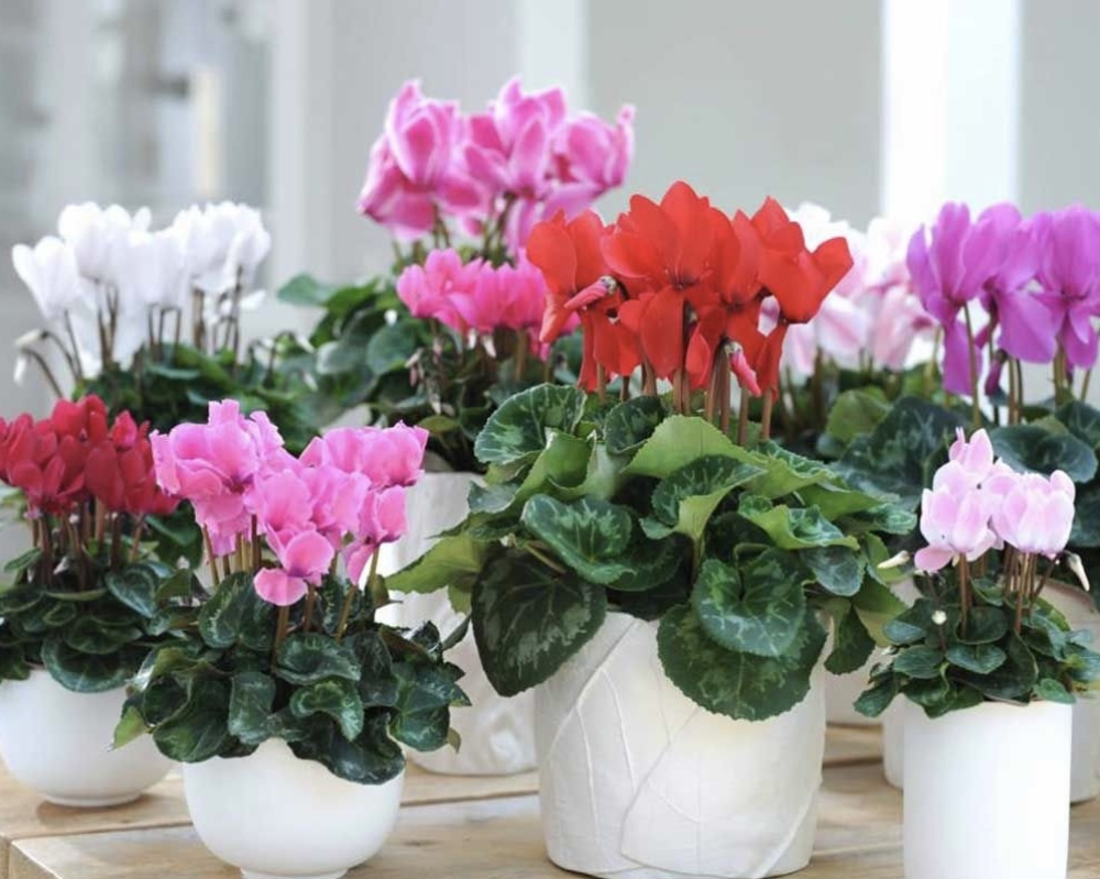 Cyclamen Plant Presented in Ceramic Pot or Seagrass Basket.